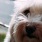 Lifestyle photo of a dog